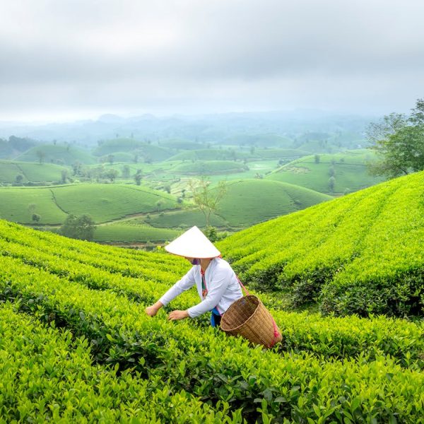 PICKING TEA LEAVES