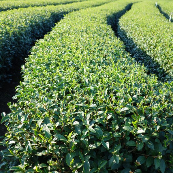 TEA LEAVE IN THE FIELD