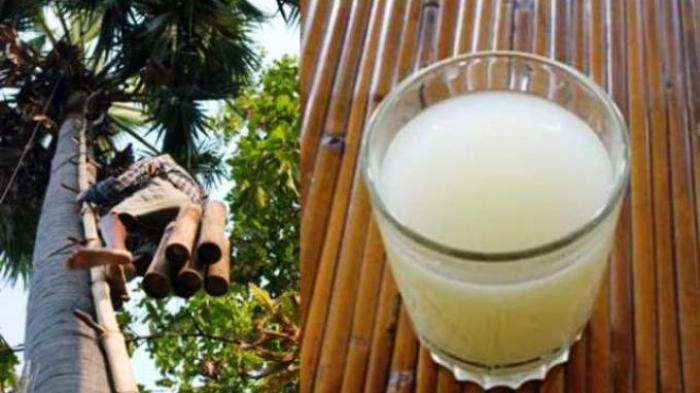 MAKANAN MINUMAN INI HALAL APA HARAM ? TUAK