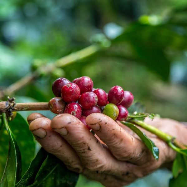 ISTILAH DALAM DUNIA KOPI