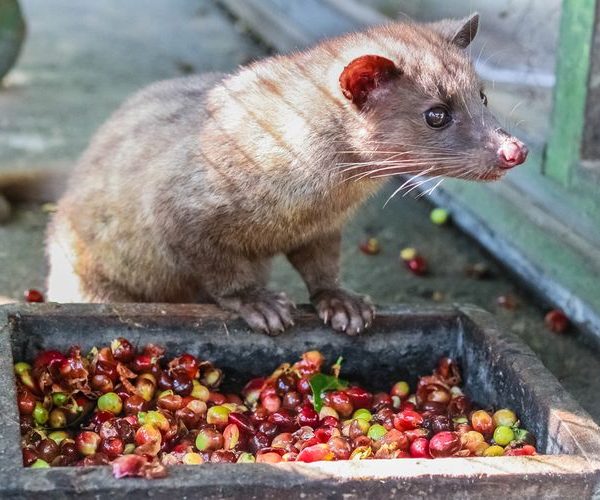 Luwak atau Musang Penghasil Kopi Luwak