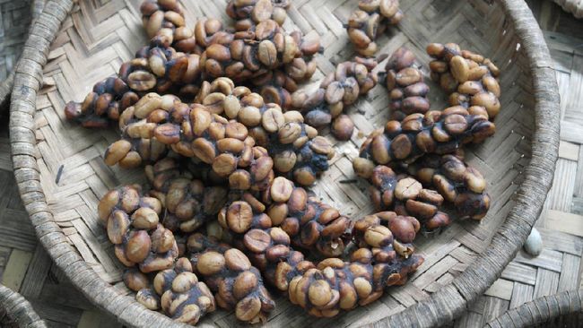 Ilustrasi Kopi Luwak