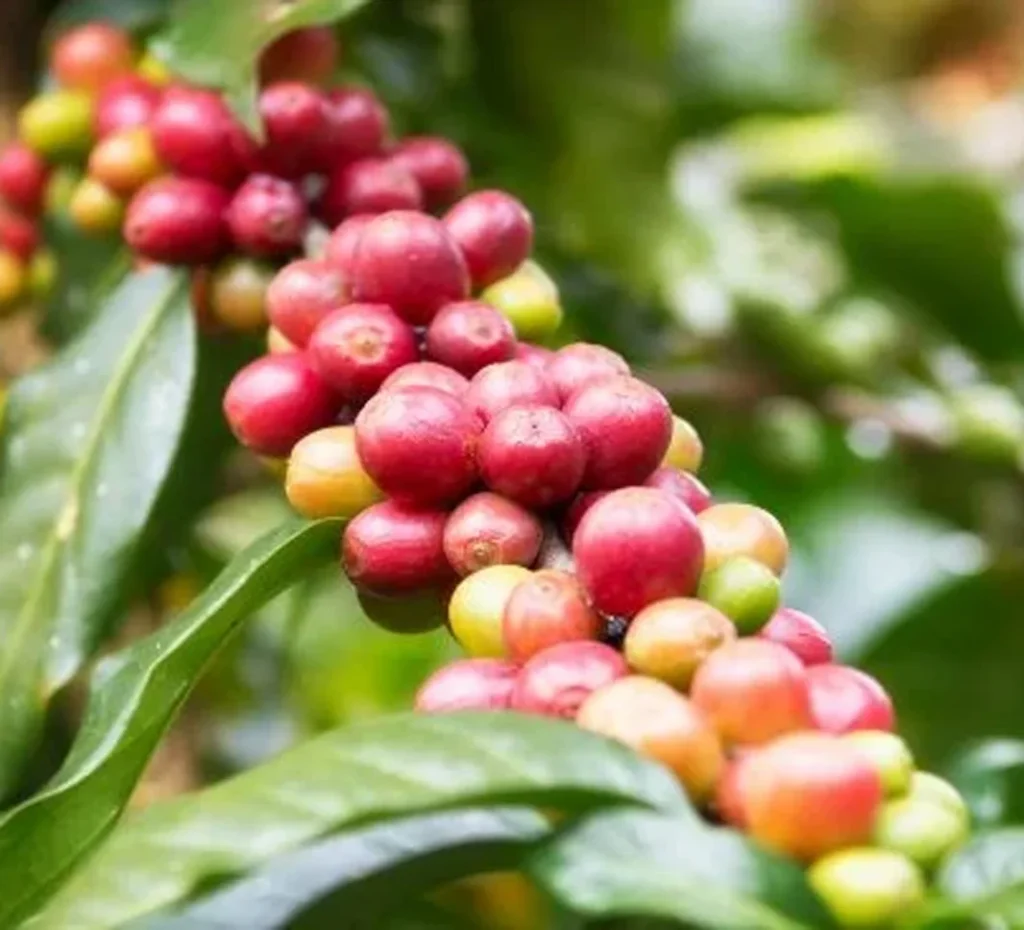 Biji Kopi - https://www.nescafe.com/au/coffee-culture/knowledge/coffee-beans