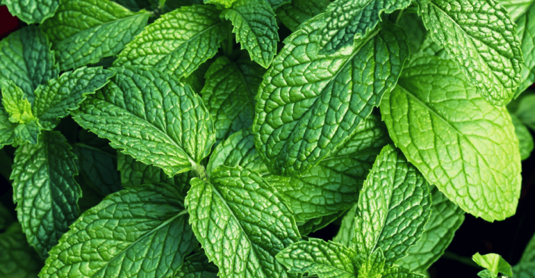 Mint - digitani.ipb.ac.id