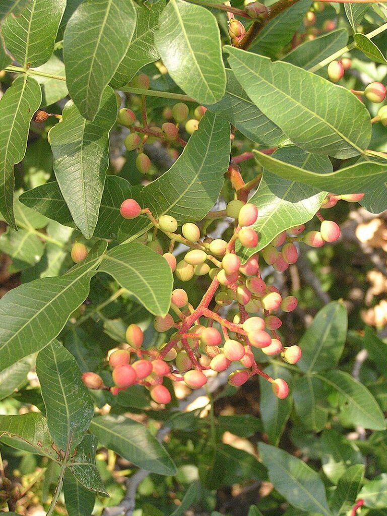 Tanaman Pistacia - Wikipedia