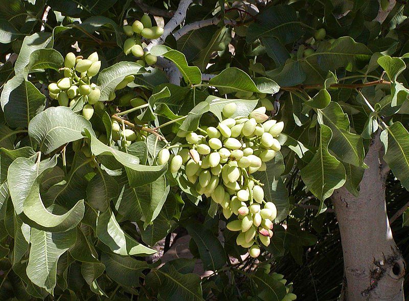 Pistacia_vera_Wikipedia
