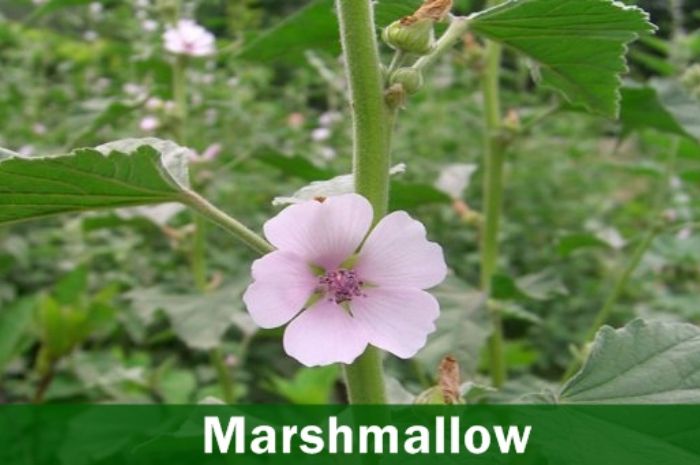 Marshmallow Tanaman Afrika - Grid.id