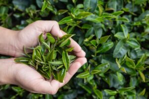 Read more about the article Oksidasi Teh, Mengenal Proses Oksidasi Dalam Pengolahan Daun Teh