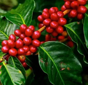 Read more about the article Biji Kopi Robusta vs Arabica, dan 8 Fakta Menarik Keduanya