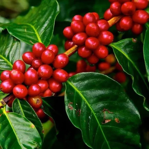 Robusta-Coffee - Farmseller.id