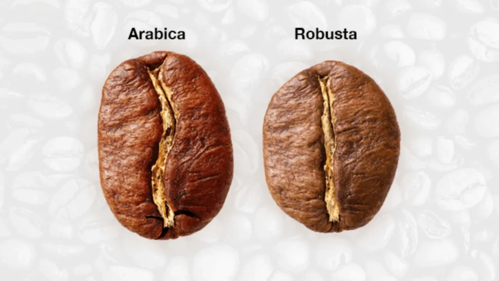 Robusta Vs Arabica - fnb.coffee