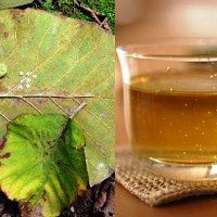 Teh Jati - Health.Detik.com.jpg