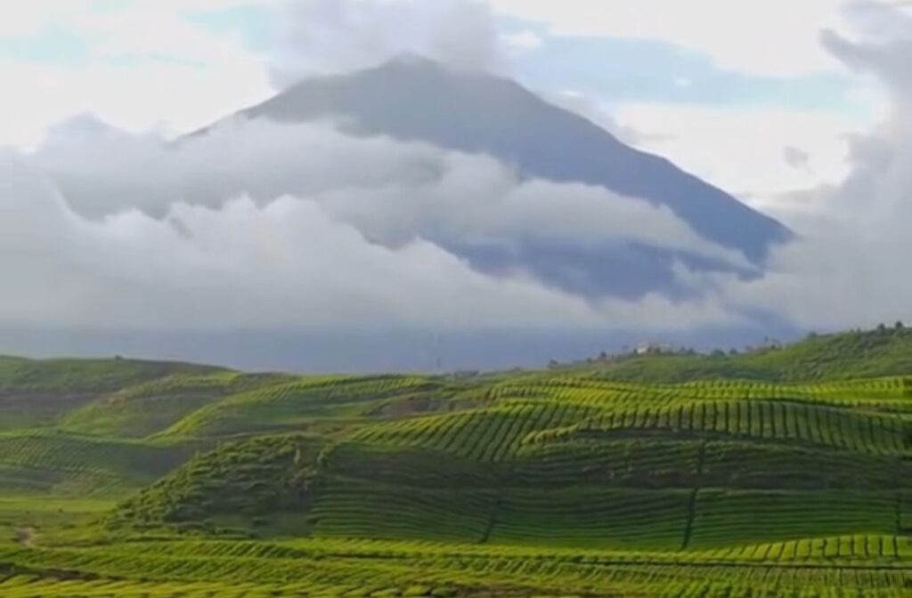 Kebuh Teh Kayu Aro di Kaki Gunung Kerinci, Jambi.-Foto: Tangkapan Layar-tiktok