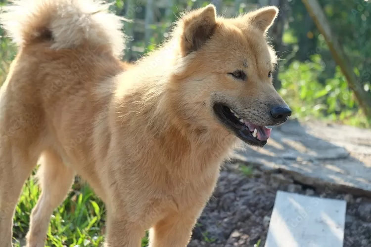 Anjing Ras Kintamani - bing