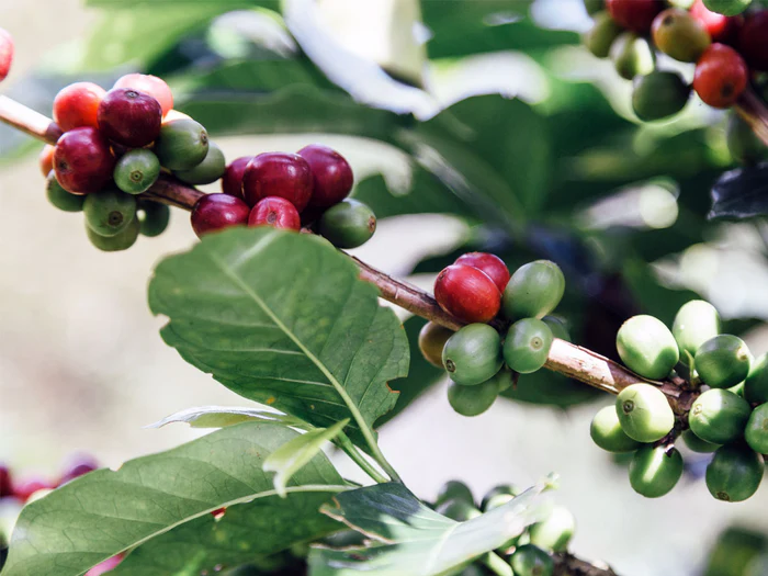 Coffee Beans - methodicalcoffee.com