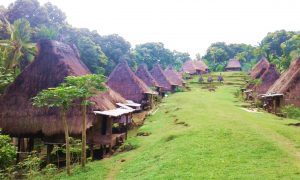 Daerah Penghasil Kopi Bajawa - tourfloreskomodo.com