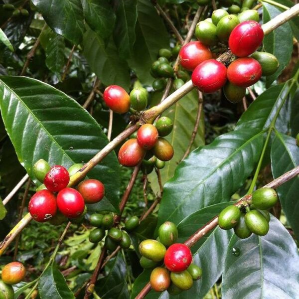 Daerah Penghasil Kopi Kintamani - experience.yoexplore.co.id