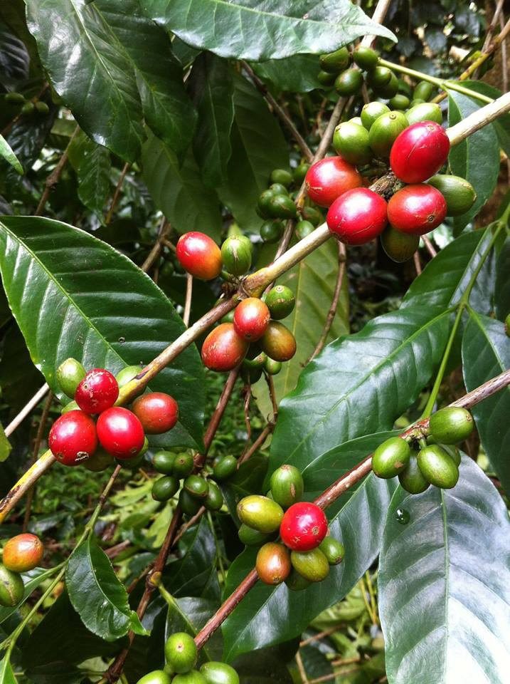 Read more about the article 8 Daerah Penghasil Kopi Terbaik di Indonesia
