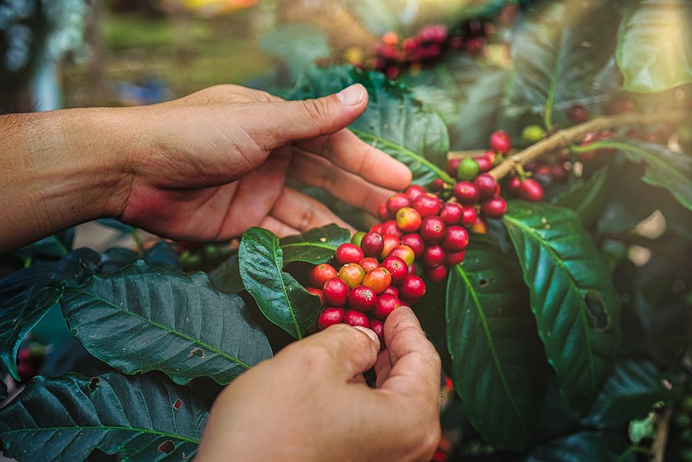 Petik Biji Kopi dari Tanaman Kopi - batiqa.com