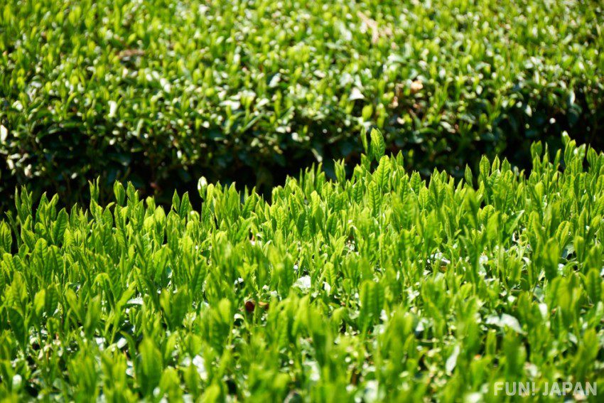 Uji Matcha Kyoto - Fun-Japan.jp