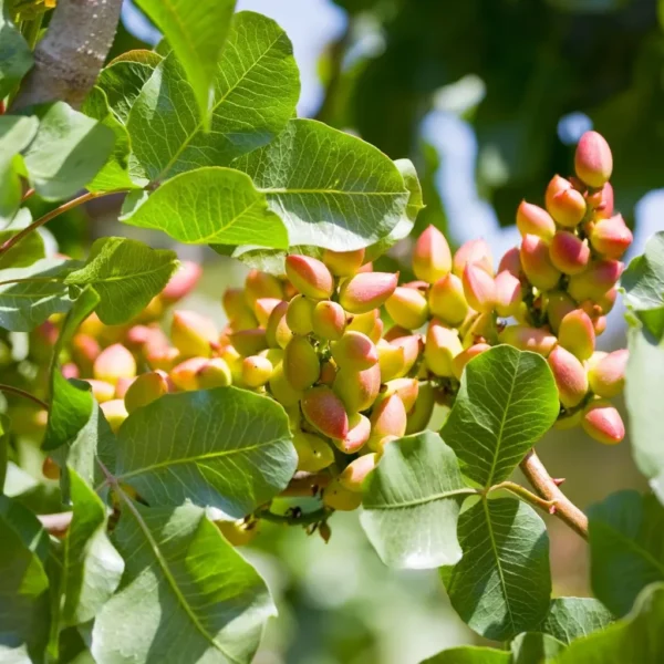 Pistachio - thetreecenter.com