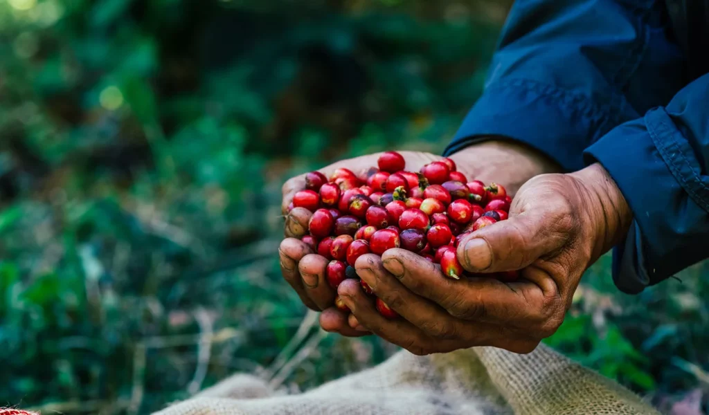 Tanaman Kopi - foodbeverage-outlook.com