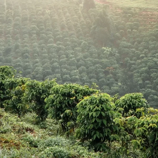 Tanaman Kopi - sustainable-coffee-farming-view fnb.coffee