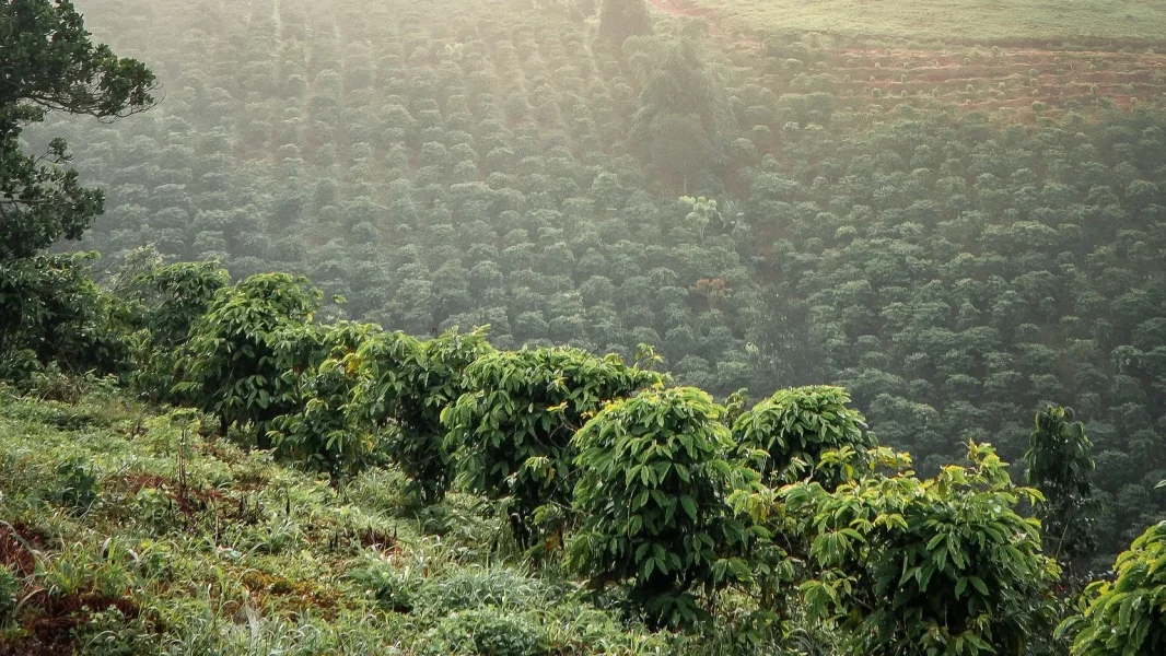 Read more about the article Mengenal Seluk-Beluk Bisnis Tanaman Kopi: Tips dan Strategi Sukses