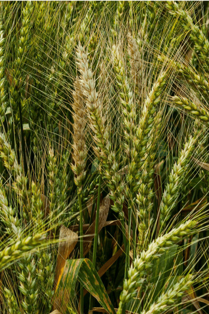 Read more about the article Barley : 5 Manfaat, Nutrisi, dan Potensinya sebagai Topping Barley