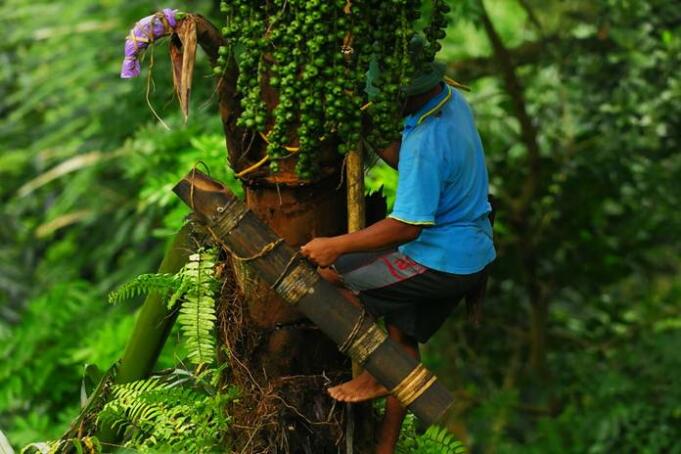 Petani Aren - Aktual.com