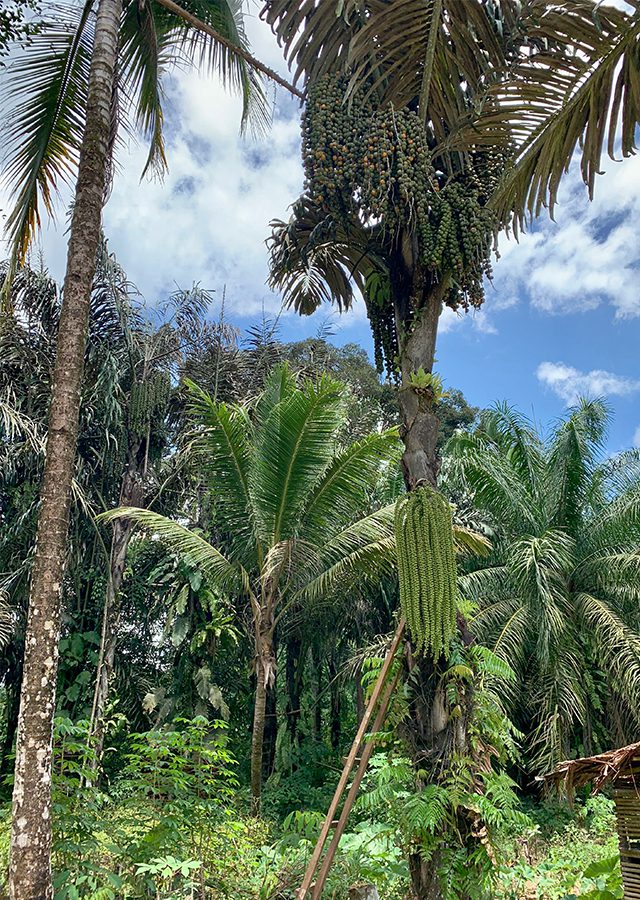 Arenga pinnata - Socfindoconservation.co.id