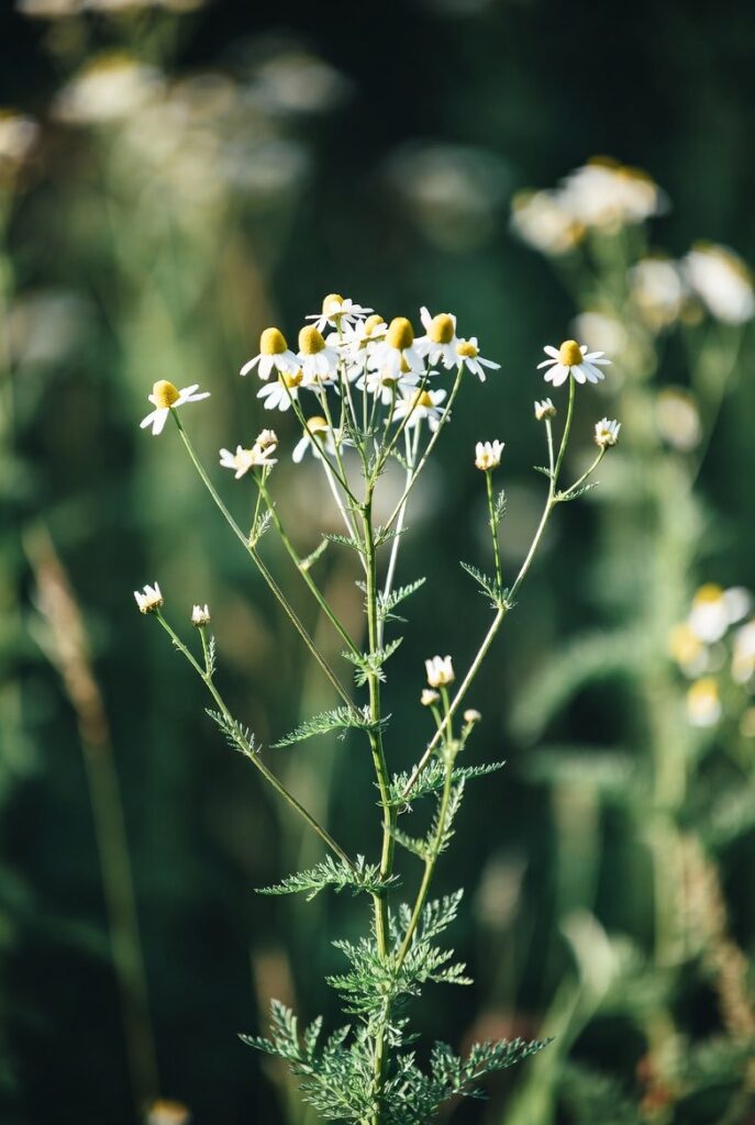 Chamomile