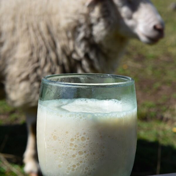 Probiotik Kefir