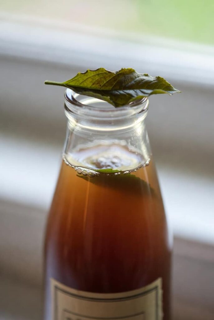 Kombucha