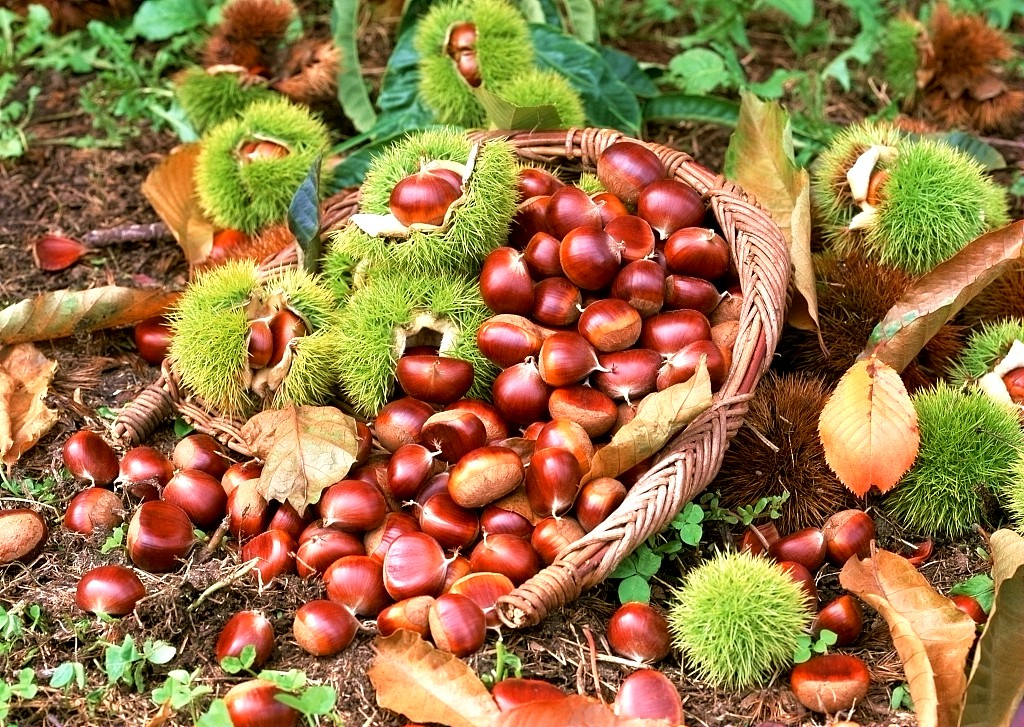 Chestnuts on the ground - VCG Photo