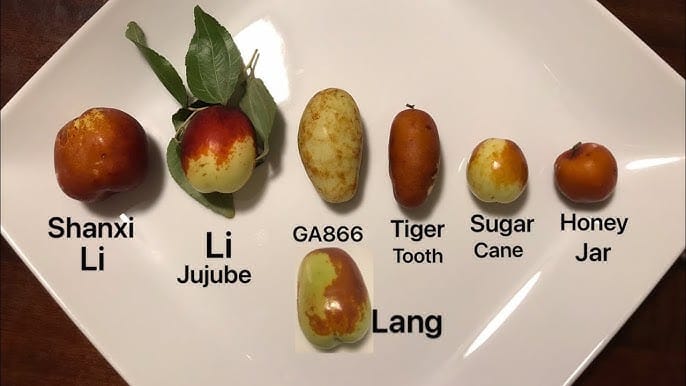 Jujube Cultivar - Youtube Team Garden USA