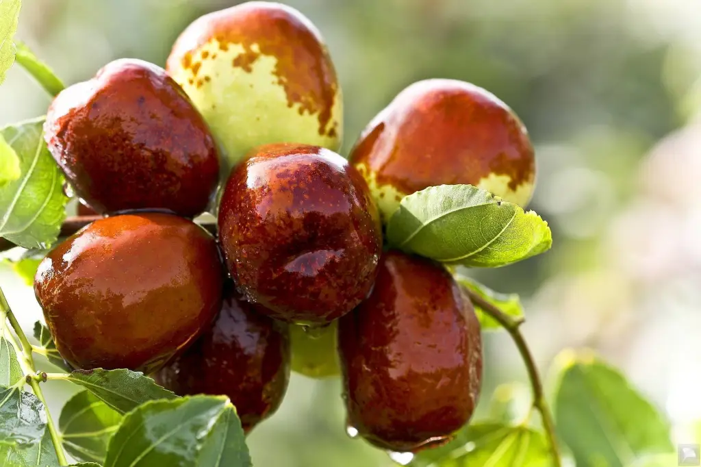 Jujube atau Angco - theecologistcowboy.com