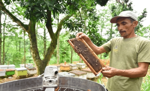 Proses produksi madu randu di Lumbang, Kabupaten Pasuruan (Foto Moh. Rois) - www.pantura7.com
