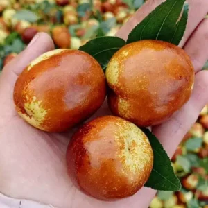 Read more about the article Mengenal Angco atau Jujube, Buah yang Dijuluki Kurma Cina dan 3 Cara Mengonsumsinya