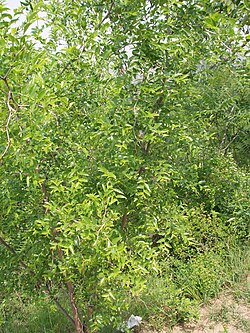 Ziziphus Jujuba -  Wiki