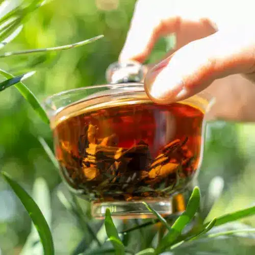 Yunnan Black Tea Golden Buds - teaworld.com
