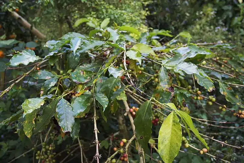 Coffee-leaf-rust