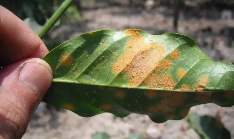 Hemileia_vastatrix