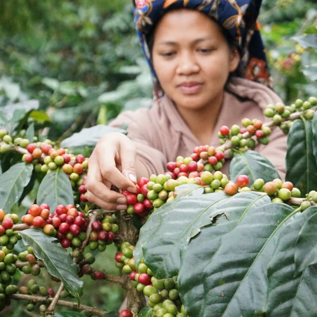 Memetik Biji Kopi - toraja.coffeeid